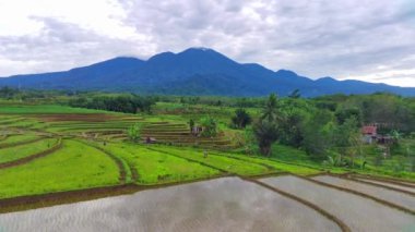 beautiful morning view indonesia panorama landscape paddy fields with beauty color and sky natural light