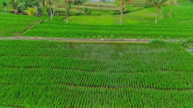 beautiful morning view indonesia panorama landscape paddy fields with beauty color and sky natural light