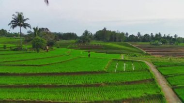 beautiful morning view indonesia panorama landscape paddy fields with beauty color and sky natural light
