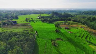 beautiful morning view indonesia panorama landscape paddy fields with beauty color and sky natural light