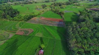 beautiful morning view indonesia panorama landscape paddy fields with beauty color and sky natural light
