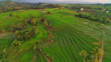 beautiful morning view indonesia panorama landscape paddy fields with beauty color and sky natural light