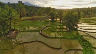 beautiful morning view indonesia panorama landscape paddy fields with beauty color and sky natural light