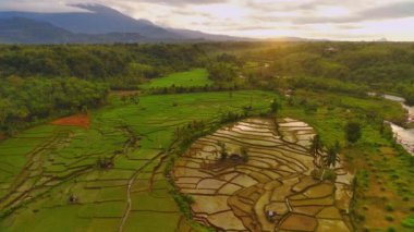 beautiful morning view indonesia panorama landscape paddy fields with beauty color and sky natural light