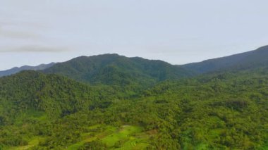 beautiful morning view indonesia panorama landscape paddy fields with beauty color and sky natural light