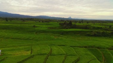beautiful morning view indonesia panorama landscape paddy fields with beauty color and sky natural light