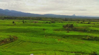 beautiful morning view indonesia panorama landscape paddy fields with beauty color and sky natural light