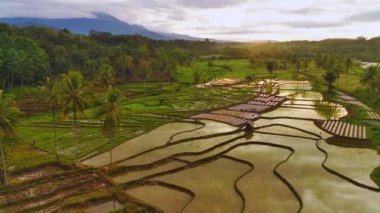 beautiful morning view indonesia panorama landscape paddy fields with beauty color and sky natural light