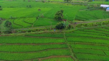 beautiful morning view indonesia panorama landscape paddy fields with beauty color and sky natural light