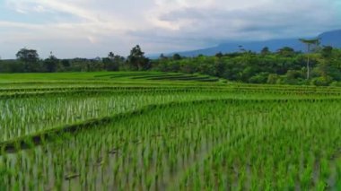 beautiful morning view indonesia panorama landscape paddy fields with beauty color and sky natural light