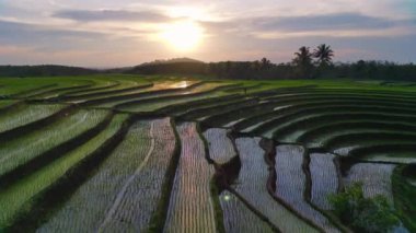 beautiful morning view indonesia panorama landscape paddy fields with beauty color and sky natural light