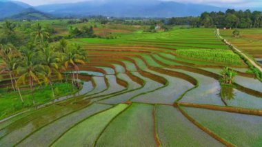 beautiful morning view indonesia panorama landscape paddy fields with beauty color and sky natural light