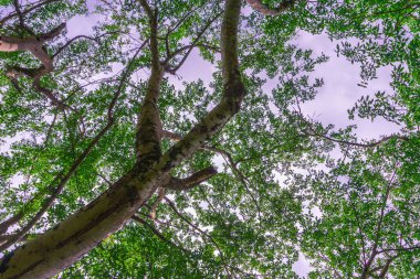 Kuzey Bengkulu 'daki Endonezya güzelliği çeltik tarlaları. Endonezya' nın dağları ve tropikal ormanlarının doğal sabah manzarası.