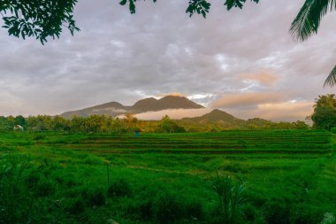 Kuzey Bengkulu 'daki Endonezya güzelliği çeltik tarlaları. Endonezya' nın dağları ve tropikal ormanlarının doğal sabah manzarası.