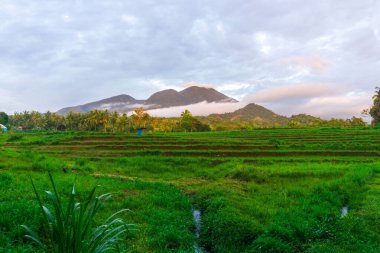 Kuzey Bengkulu 'daki Endonezya güzelliği çeltik tarlaları. Endonezya' nın dağları ve tropikal ormanlarının doğal sabah manzarası.