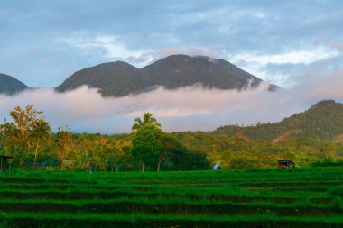 Kuzey Bengkulu 'daki Endonezya güzelliği çeltik tarlaları. Endonezya' nın dağları ve tropikal ormanlarının doğal sabah manzarası.