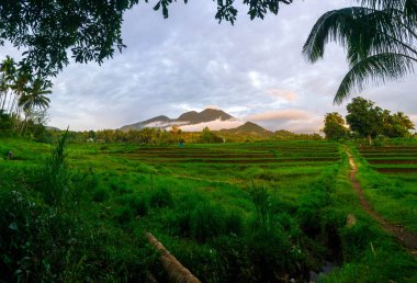 Kuzey Bengkulu 'daki Endonezya güzelliği çeltik tarlaları. Endonezya' nın dağları ve tropikal ormanlarının doğal sabah manzarası.