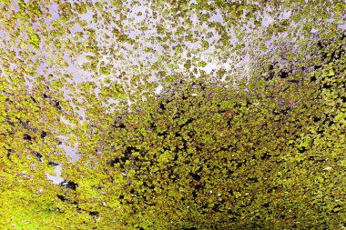 Kuzey Bengkulu 'daki Endonezya güzelliği çeltik tarlaları. Endonezya' nın dağları ve tropikal ormanlarının doğal sabah manzarası.