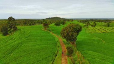 beautiful morning view indonesia panorama landscape paddy fields with beauty color and sky natural light