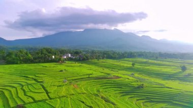beautiful morning view indonesia panorama landscape paddy fields with beauty color and sky natural light