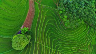 beautiful morning view indonesia panorama landscape paddy fields with beauty color and sky natural light