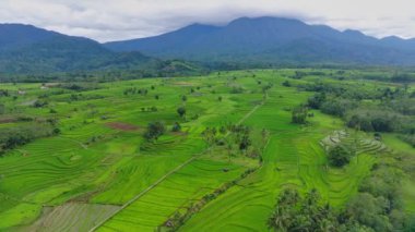 beautiful morning view indonesia panorama landscape paddy fields with beauty color and sky natural light
