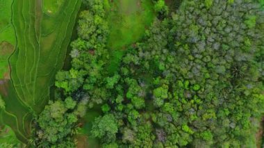 beautiful morning view indonesia panorama landscape paddy fields with beauty color and sky natural light