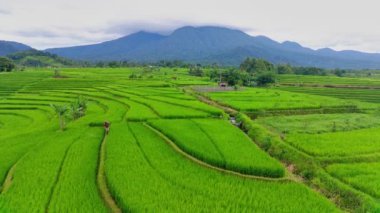 beautiful morning view indonesia panorama landscape paddy fields with beauty color and sky natural light