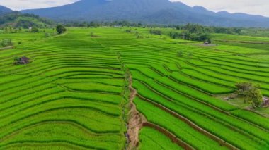 beautiful morning view indonesia panorama landscape paddy fields with beauty color and sky natural light
