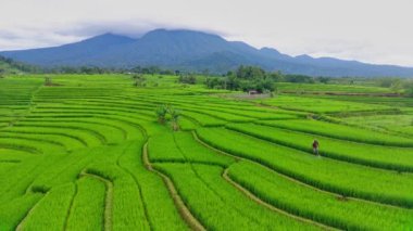 beautiful morning view indonesia panorama landscape paddy fields with beauty color and sky natural light