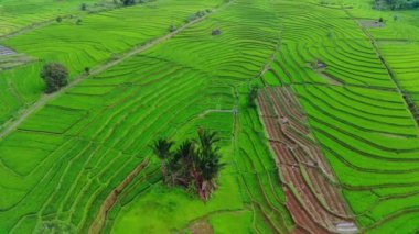 beautiful morning view indonesia panorama landscape paddy fields with beauty color and sky natural light