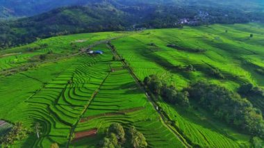 beautiful morning view indonesia panorama landscape paddy fields with beauty color and sky natural light