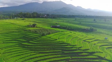 beautiful morning view indonesia panorama landscape paddy fields with beauty color and sky natural light