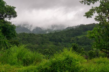 Kuzey Bengkulu 'daki Endonezya güzelliği çeltik tarlaları. Endonezya' nın dağları ve tropikal ormanlarının doğal sabah manzarası.