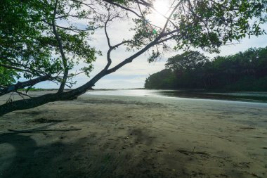 Kuzey Bengkulu 'daki Endonezya güzelliği çeltik tarlaları. Endonezya' nın dağları ve tropikal ormanlarının doğal sabah manzarası.