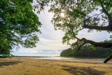 Kuzey Bengkulu 'daki Endonezya güzelliği çeltik tarlaları. Endonezya' nın dağları ve tropikal ormanlarının doğal sabah manzarası.