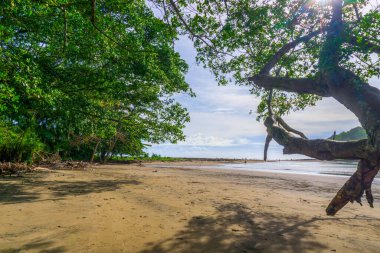 Kuzey Bengkulu 'daki Endonezya güzelliği çeltik tarlaları. Endonezya' nın dağları ve tropikal ormanlarının doğal sabah manzarası.