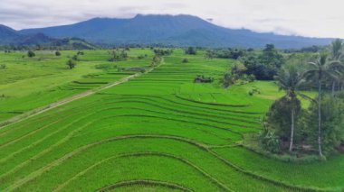 beautiful morning view indonesia panorama landscape paddy fields with beauty color and sky natural light