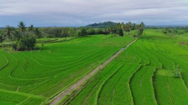 beautiful morning view indonesia panorama landscape paddy fields with beauty color and sky natural light