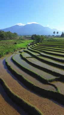 beautiful morning view indonesia panorama landscape paddy fields with beauty color and sky natural light