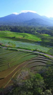 beautiful morning view indonesia panorama landscape paddy fields with beauty color and sky natural light