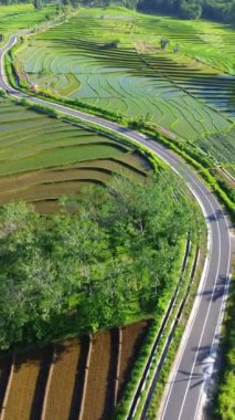beautiful morning view indonesia panorama landscape paddy fields with beauty color and sky natural light