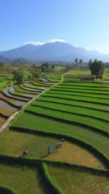 beautiful morning view indonesia panorama landscape paddy fields with beauty color and sky natural light