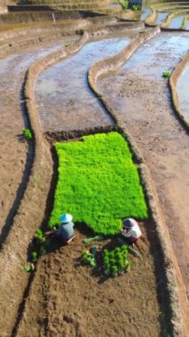 beautiful morning view indonesia panorama landscape paddy fields with beauty color and sky natural light