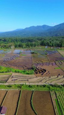 beautiful morning view indonesia panorama landscape paddy fields with beauty color and sky natural light