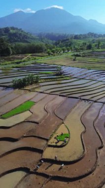 beautiful morning view indonesia panorama landscape paddy fields with beauty color and sky natural light