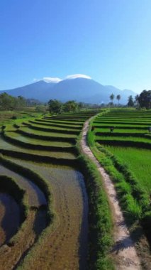 beautiful morning view indonesia panorama landscape paddy fields with beauty color and sky natural light