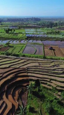 beautiful morning view indonesia panorama landscape paddy fields with beauty color and sky natural light