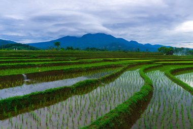 Kuzey Bengkulu 'daki Endonezya güzelliği çeltik tarlaları. Endonezya' nın dağları ve tropikal ormanlarının doğal sabah manzarası.