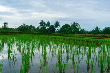 Kuzey Bengkulu 'daki Endonezya güzelliği çeltik tarlaları. Endonezya' nın dağları ve tropikal ormanlarının doğal sabah manzarası.